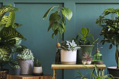 Kavanozlarda ve saksılarda güzel yeşil evler