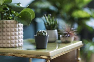 Kavanozlarda ve saksılarda güzel yeşil evler