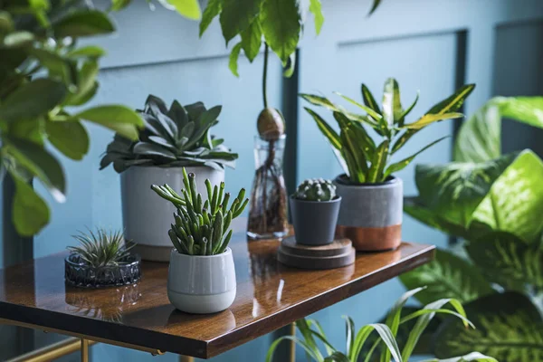 Beautiful Green Houses Plants Jars Pots — Stock Photo, Image