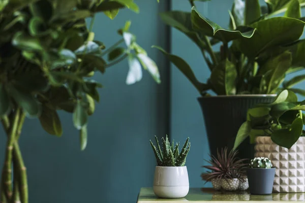 Hermosas Plantas Casas Verdes Frascos Macetas — Foto de Stock