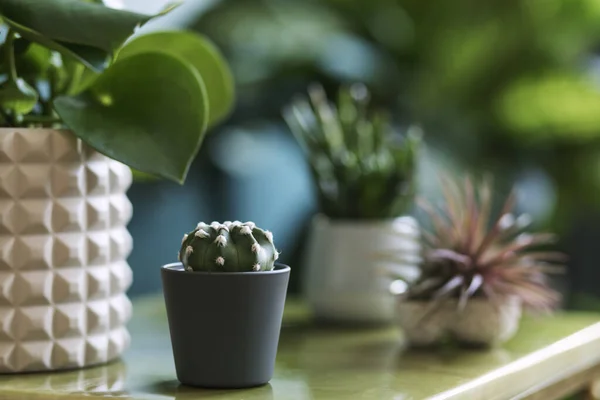 Gyönyörű Zöld Házak Növények Befőttesüvegekben Edényekben — Stock Fotó