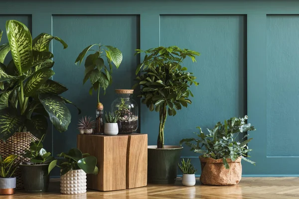 Hermosas Plantas Casas Verdes Frascos Macetas — Foto de Stock