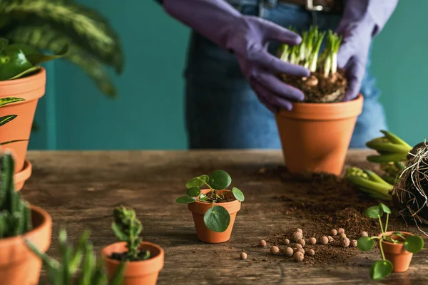 女性庭師は美しい植物 サボテン 多肉植物をセラミックポットに移植し 自宅の庭の彼女の概念のためのレトロな木製のテーブルの上に自宅の花の世話をしています — ストック写真