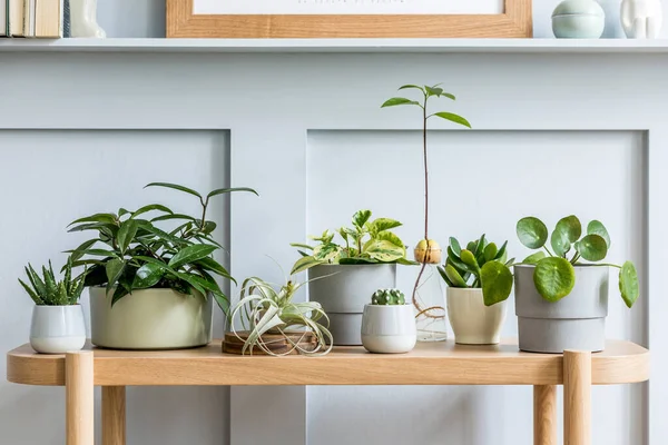 Innengestaltung Des Wohnzimmers Mit Holzkonsole Schöne Komposition Von Pflanzen Verschiedenen — Stockfoto