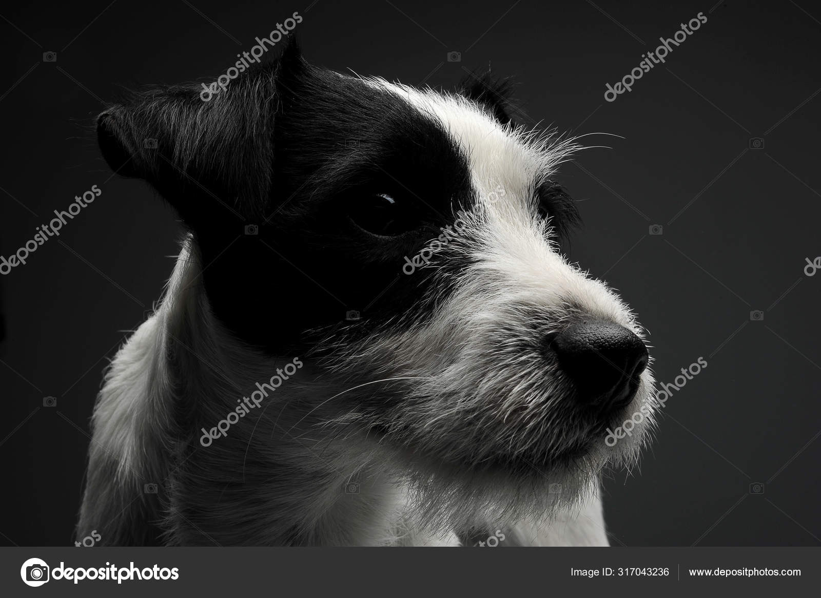 Portrait of an adorable Parson Russell Terrier looking sadly