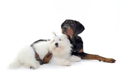 Studio shot of an adorable Erd��lyi kop�� hugging a cute Maltese