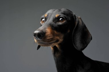 Siyah ve bronz tenli sevimli kısa saçlı bir Dachshund.