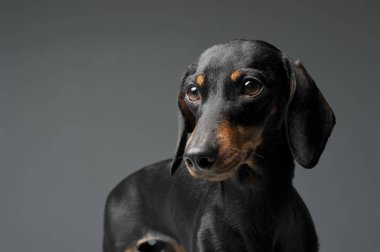 Portrait of an adorable black and tan short haired Dachshund