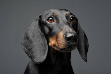 Siyah ve bronz tenli sevimli kısa saçlı bir Dachshund.