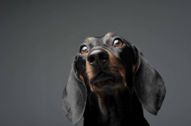 Siyah ve bronz tenli sevimli bir Dachshund kameraya merakla bakıyor.