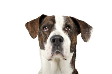 Portrait of an adorable mixed breed dog looking seriously at the camera