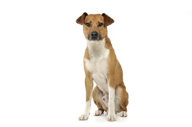 An adorable mixed breed dog sitting on white background