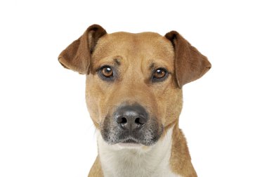 Portrait of an adorable mixed breed dog looking seriously at the camera