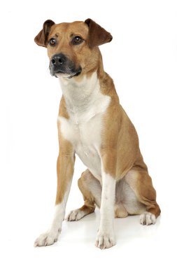 An adorable mixed breed dog sitting on white background