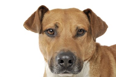 Portrait of an adorable mixed breed dog looking seriously at the camera