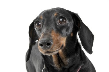 An adorable short haired Dachshund looking curiously at the camera
