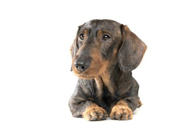 Studio shot of an adorable wired haired Dachshund looking curiously