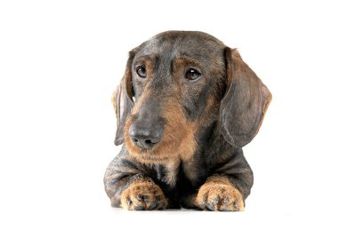Studio shot of an adorable wired haired Dachshund looking curiously