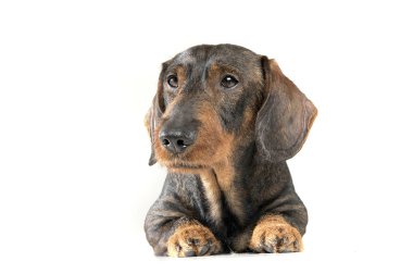 Studio shot of an adorable wired haired Dachshund looking curiously
