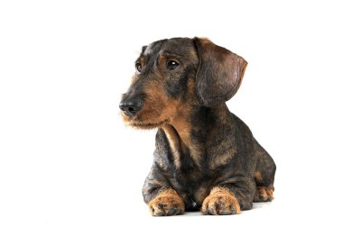 Studio shot of an adorable wired haired Dachshund looking curiously