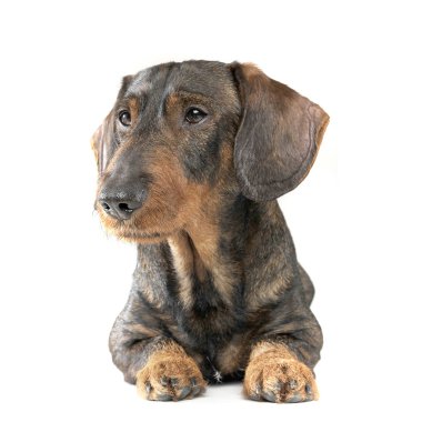 Studio shot of an adorable wired haired Dachshund looking curiously