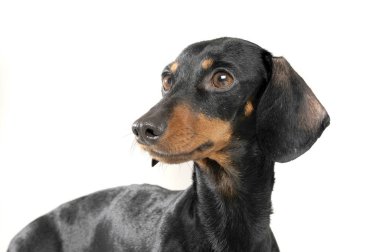 Studio shot of an adorable short haired Dachshund looking curiously