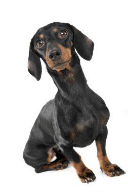 An adorable short haired Dachshund looking curiously at the camera