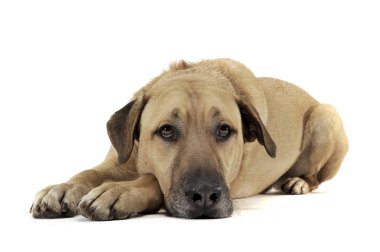 An adorable mixed breed dog lying sadly on white background