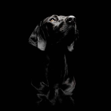 Çok sevimli bir melez köpeğin portresi. Merakla yukarı bakıyor.