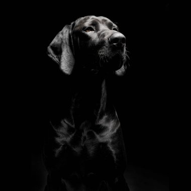 Çok sevimli bir melez köpeğin portresi.