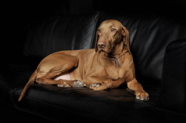 An adorable magyar vizsla lying on black background