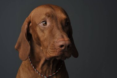 Portrait of an adorable magyar vizsla looking shy