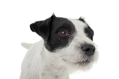 An adorable Parson Russell Terrier looking excited