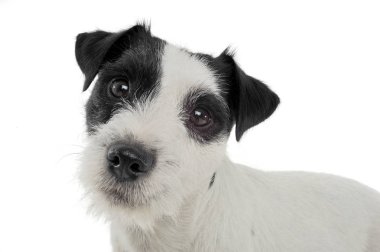 An adorable Parson Russell Terrier looking curiously at the camera