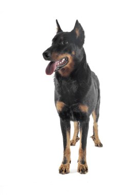 very nice beauceron standing in a white  studio