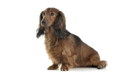 long haired red Dachshund in a white studio