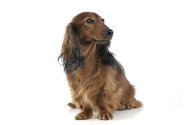 long haired red Dachshund in a white studio