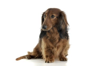 long haired red Dachshund in a white studio
