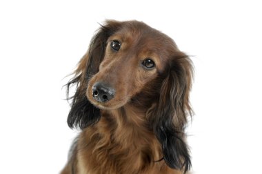long haired red Dachshund in a white studio