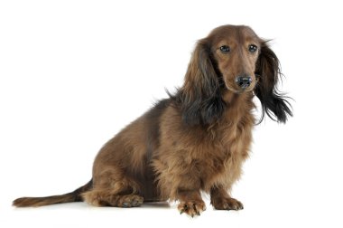 long haired red Dachshund in a white studio