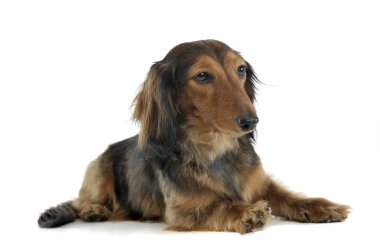 long haired red Dachshund in a white studio