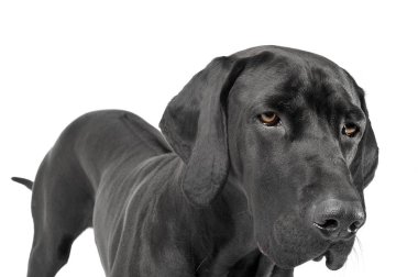 mixed breed ridgebak in a white studio