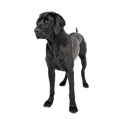 mixed breed ridgebak in a white studio