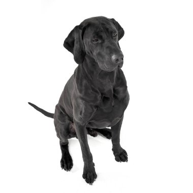 mixed breed ridgebak sitting in a white studio