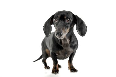 Black and tan short haired dachshund standing in white studio