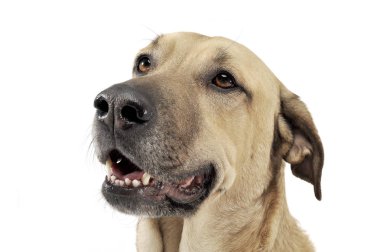 Mixed breed brown color middle size dog portrait  in a white stu