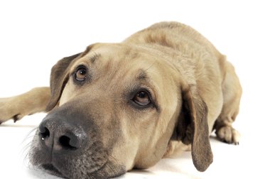 Mixed breed brown color middle size dog lying down  in a white s