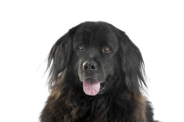 Nice Newpoungland dog relaxing in a white photo studio backgroun