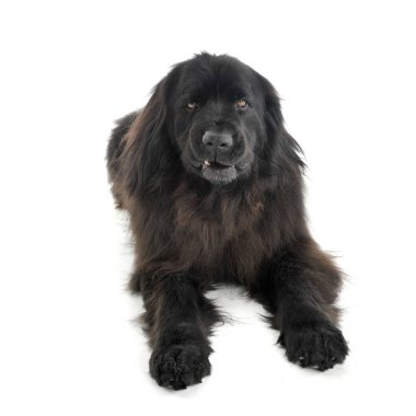 Nice Newpoungland dog relaxing in a white photo studio backgroun