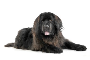 Nice Newpoungland dog lying  in a white photo studio background